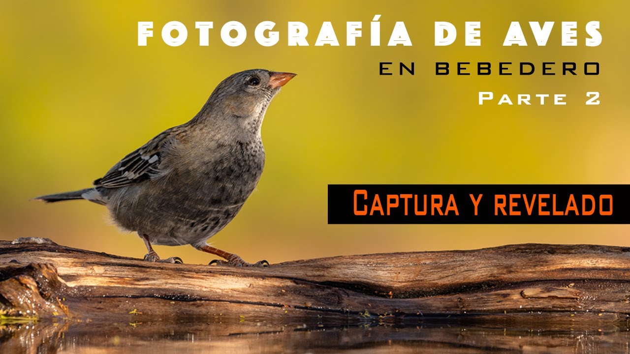 Fotografía de Aves en bebedero 2a parte: Captura y Revelado