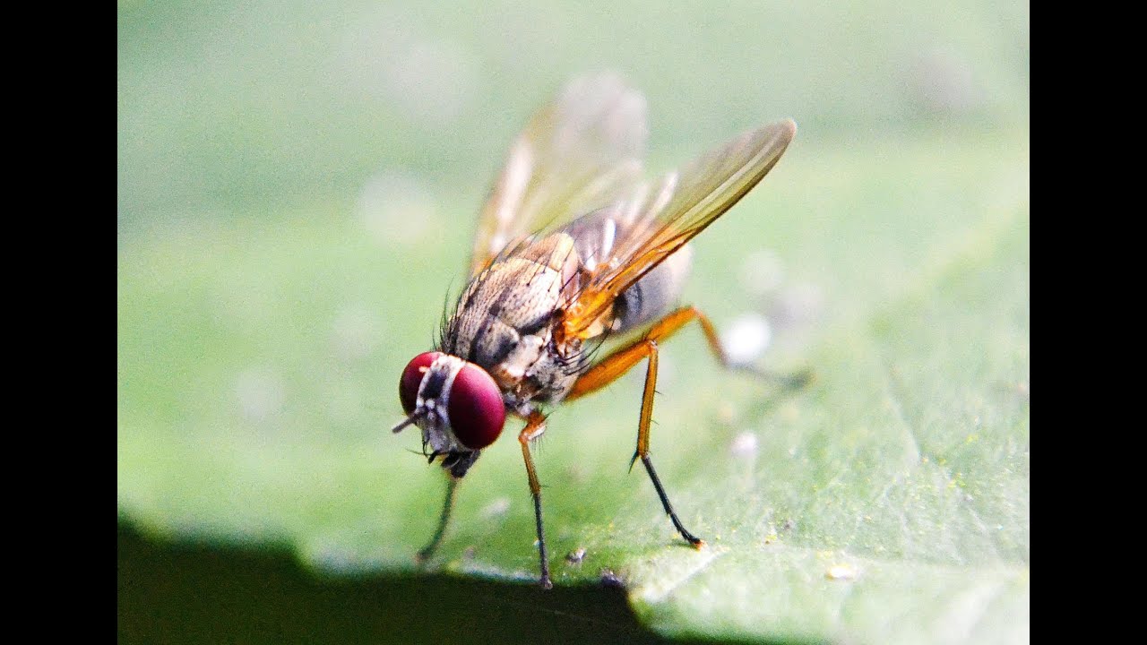 Vortex Trapping in Fruit Flies - Premier Aerodynamics Podcast #12