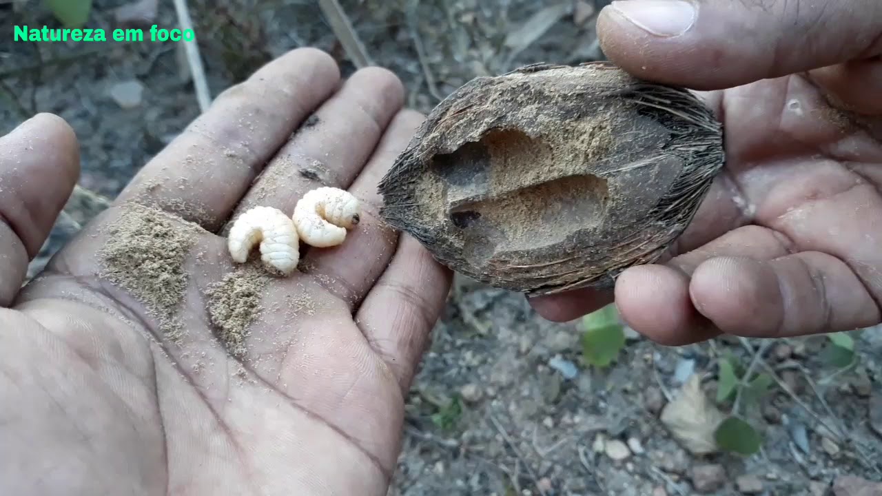 Conheça o Gongo do Coco Babaçu