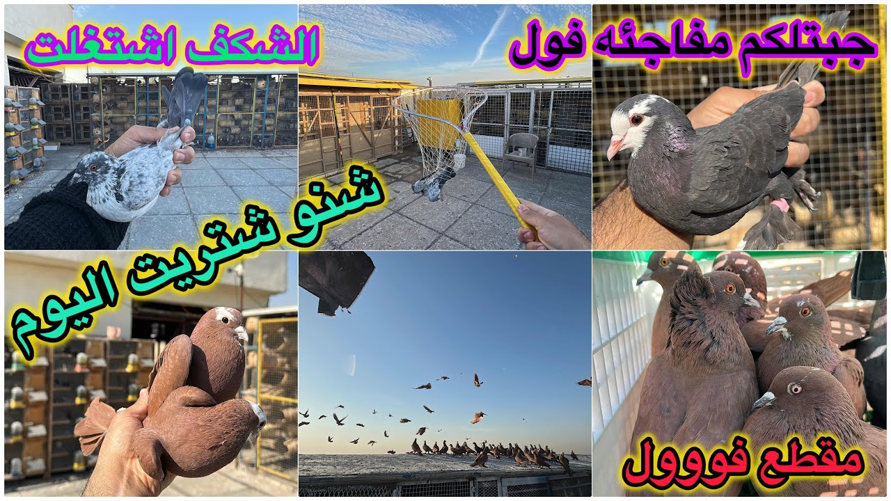 شتريت 75 طير😳😳😳شغله كلش قويه شباب❤️❤️10 تماسيح 🙊🙊