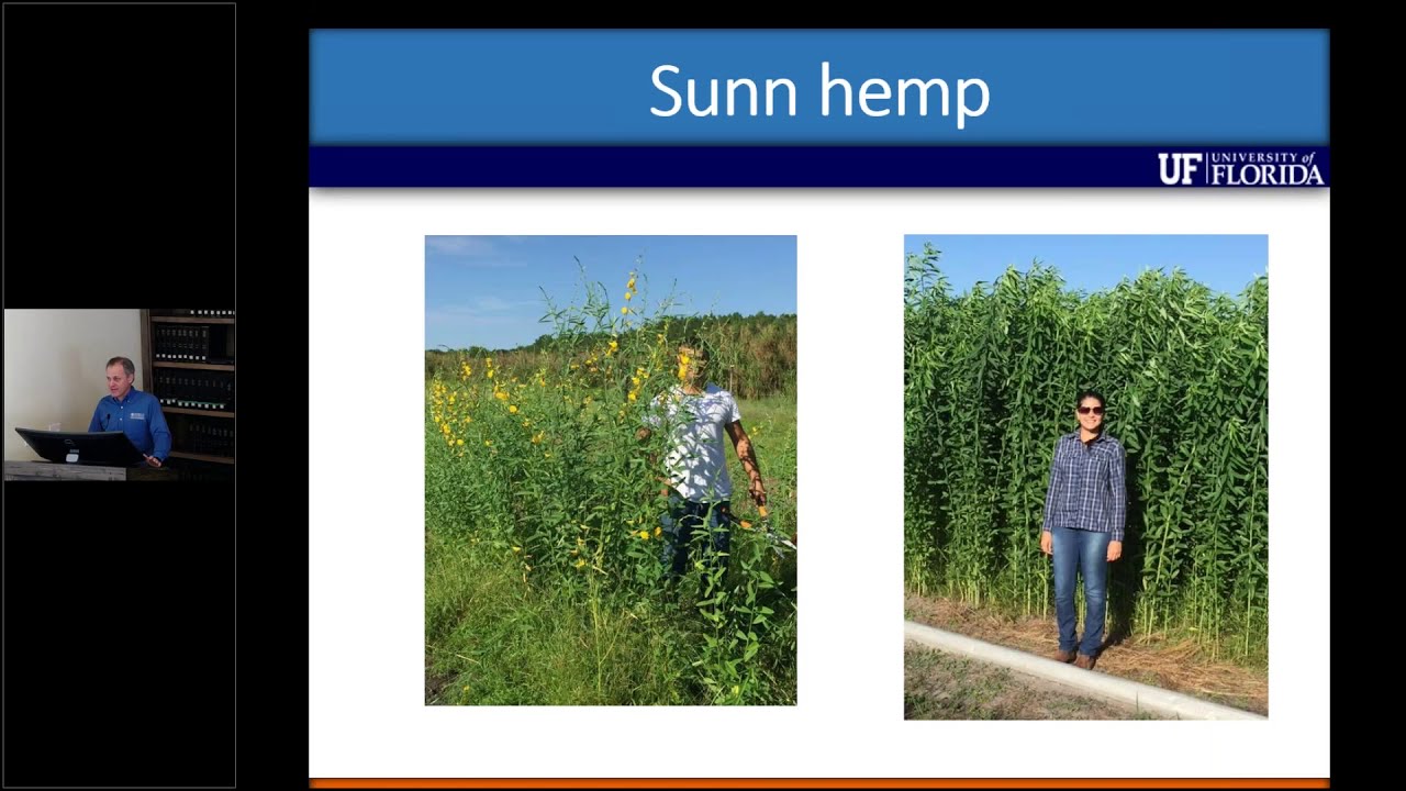 The use of sunn hemp as a cover crop and forage in Florida
