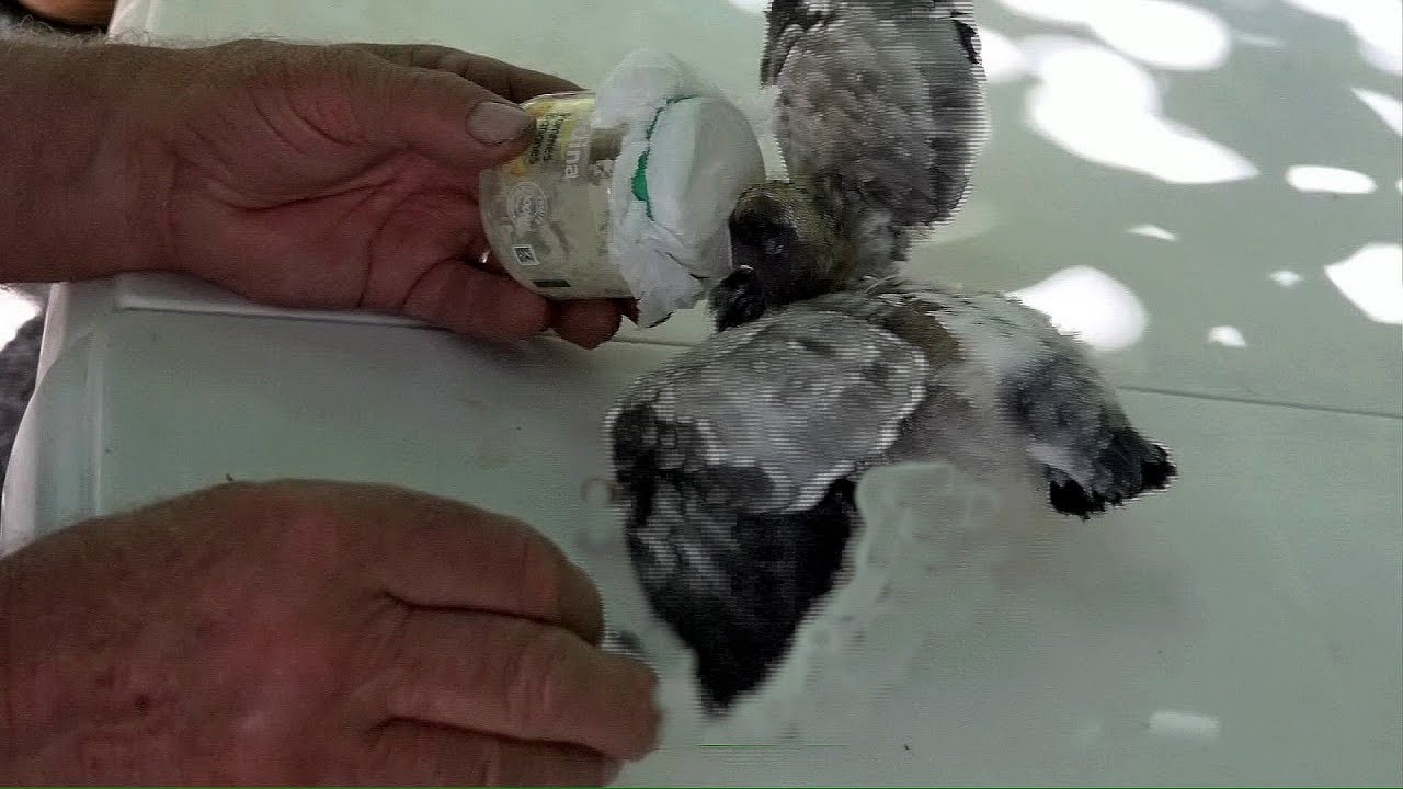 Pigeon Comment nourrir un jeune pigeon &acirc;g&eacute; d'environ 15 jours LC VIDEO
