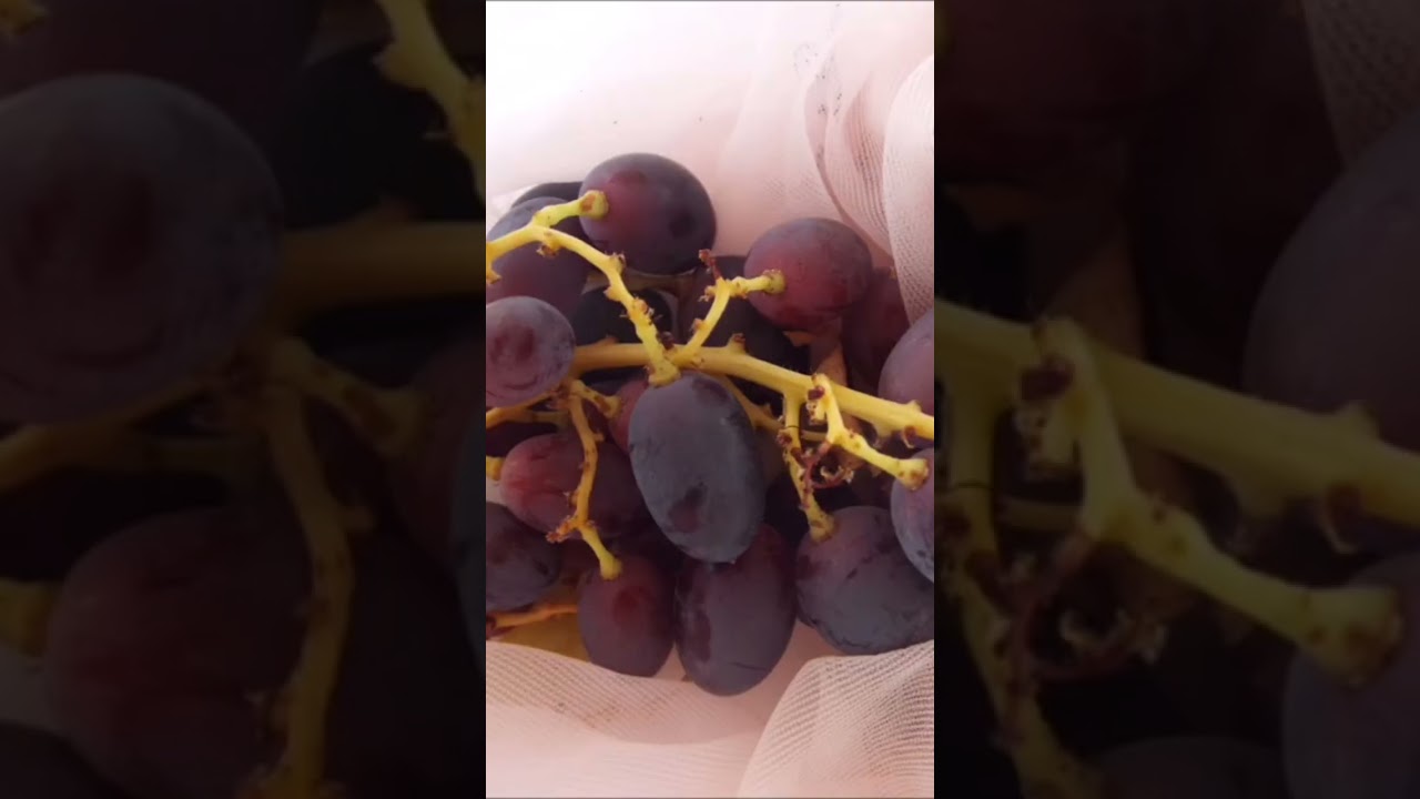 GRAPES from my grapevines - Cyprus