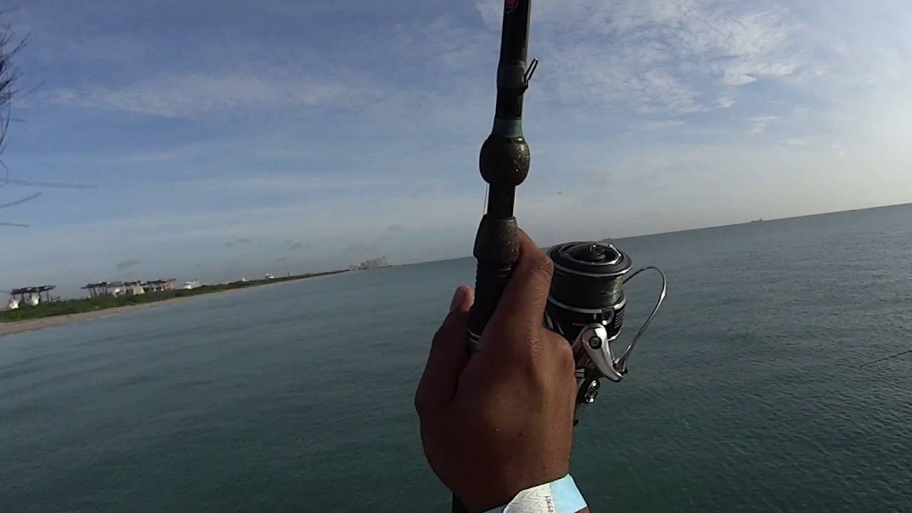 Dania pier Fishing Bluefish Frenzy 10/08/16