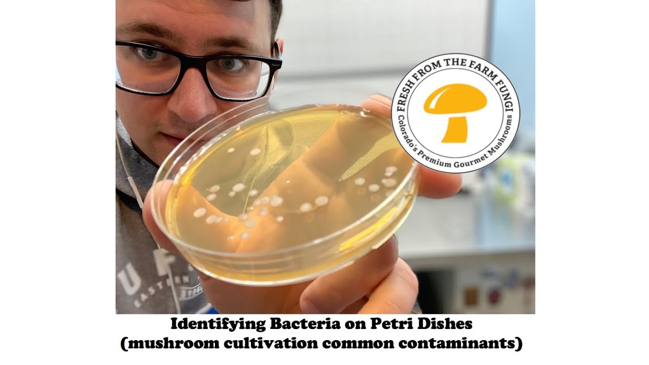 Identifying bacteria on petri dishes (mushroom cultivation from spores) 36 hour update