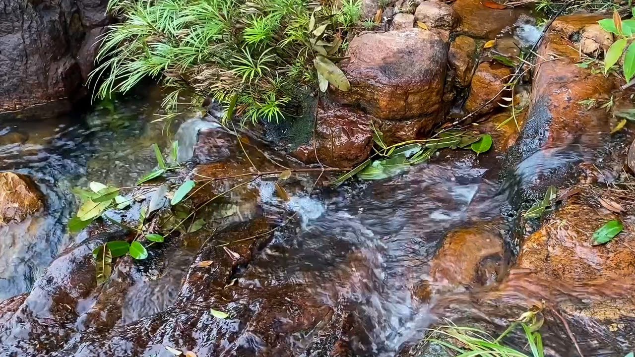 Gentle Forest Stream Sounds for Deep Sleep & Relaxation |  Real Nature ASMR 