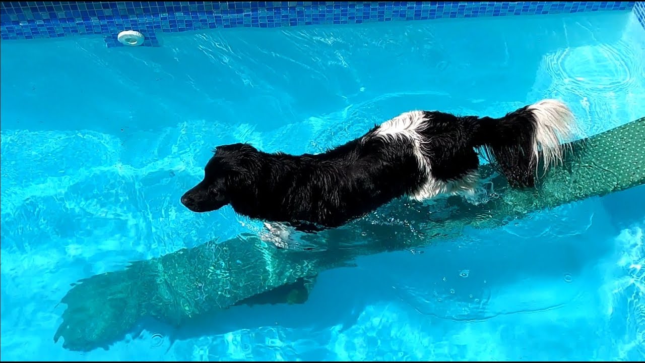 Handige zwembad loopplank voor de hond om lekker te zwemmen