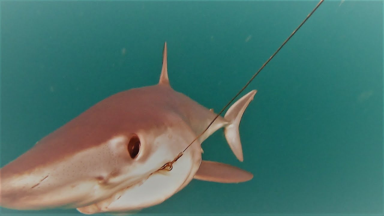 Tibur&oacute;n Mako (Marrajo) || Catch and Release - HD