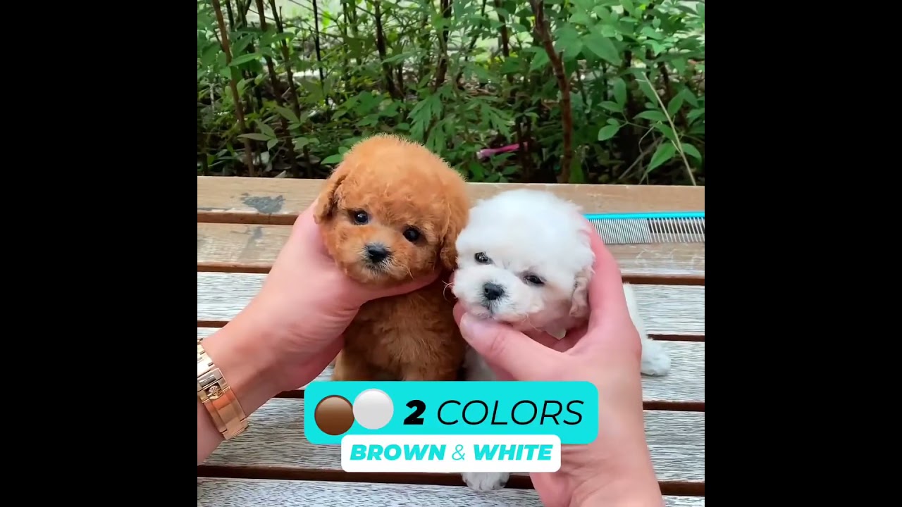 This Robot Puppy is so cute and realistic! #puppy #pets #pomeranian #Christmas gifts #Christmas