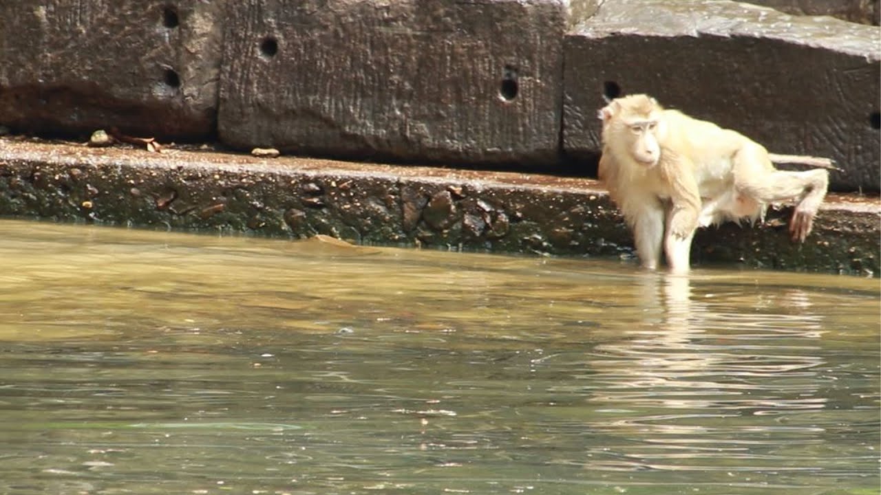 Pongo Walk Very fast To pool and Playing an Swim Water With Young-on MAy3,2023/VS.1147.Ambers