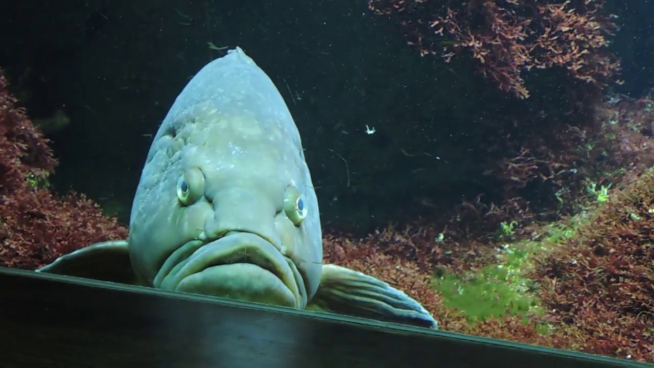Wilhelma-Augenblicke 2017, Aquarium und Terrarium