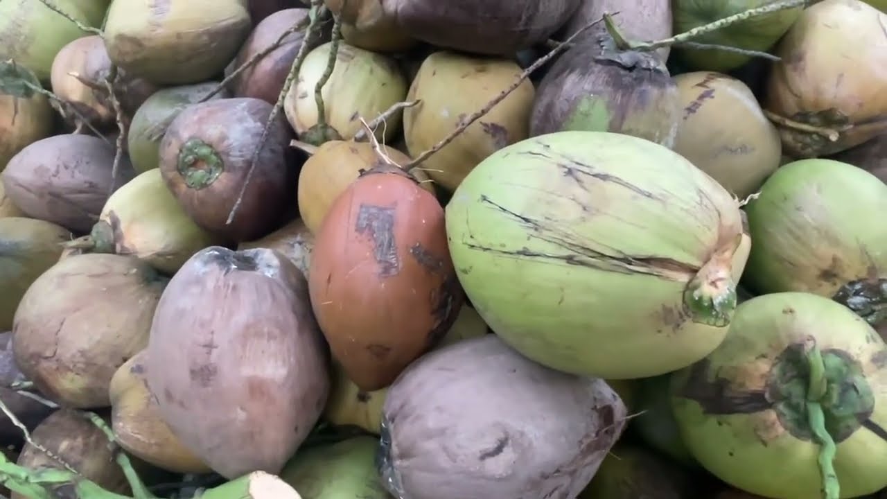 Hoàng hôn quê hương xứ dừa