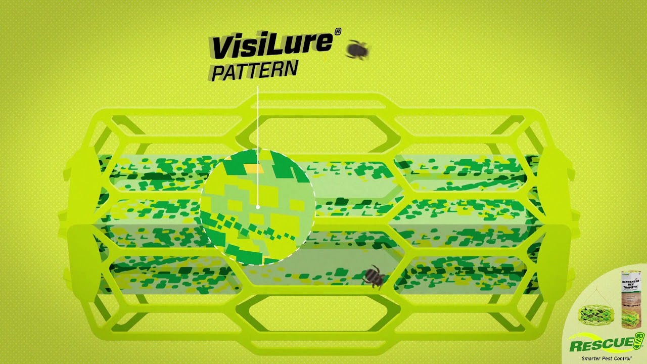 Prevent Wood Damage with Carpenter Bee Trap