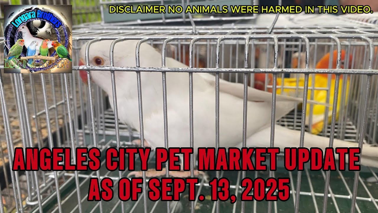 Angeles City Pet Market Update as of Sept. 13, 2025 #petmarket #africanlovebirds #parakeet #pasabuy