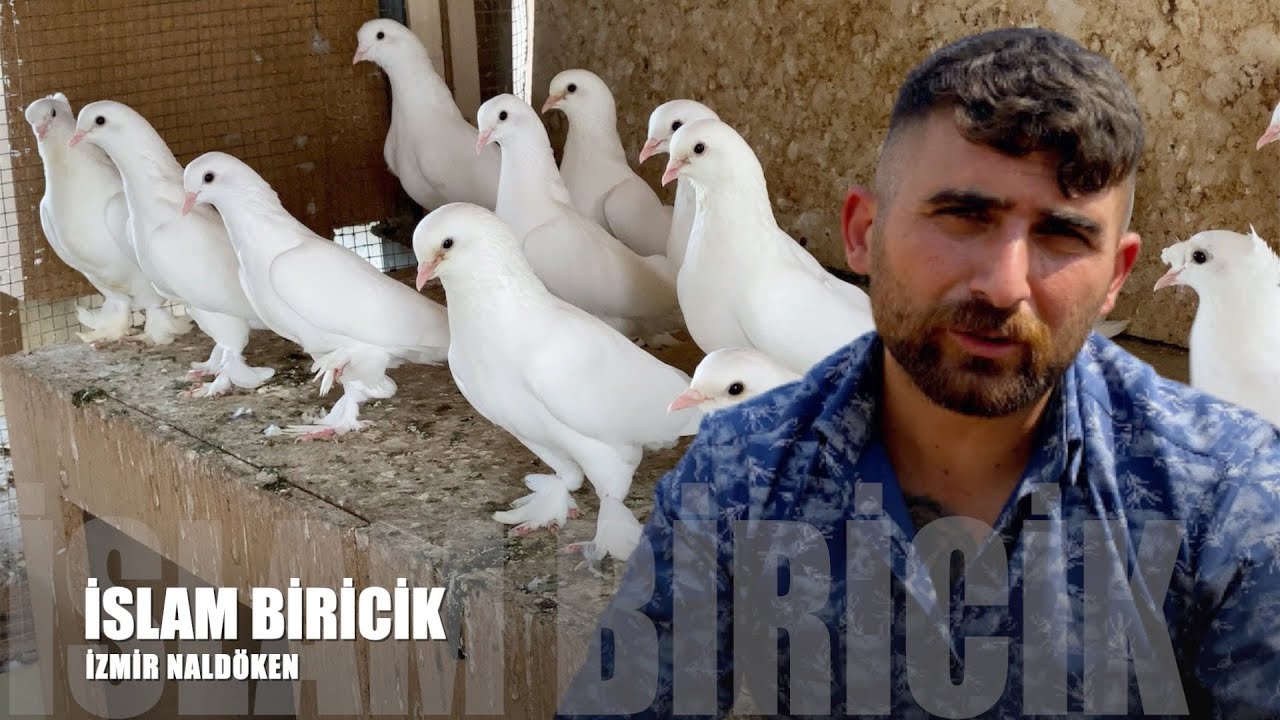 ''Çok Aşağı Gelen Kuşun Sonu İyi Olmaz'' Taklacı Güvercin Sohbeti İslam Biricik