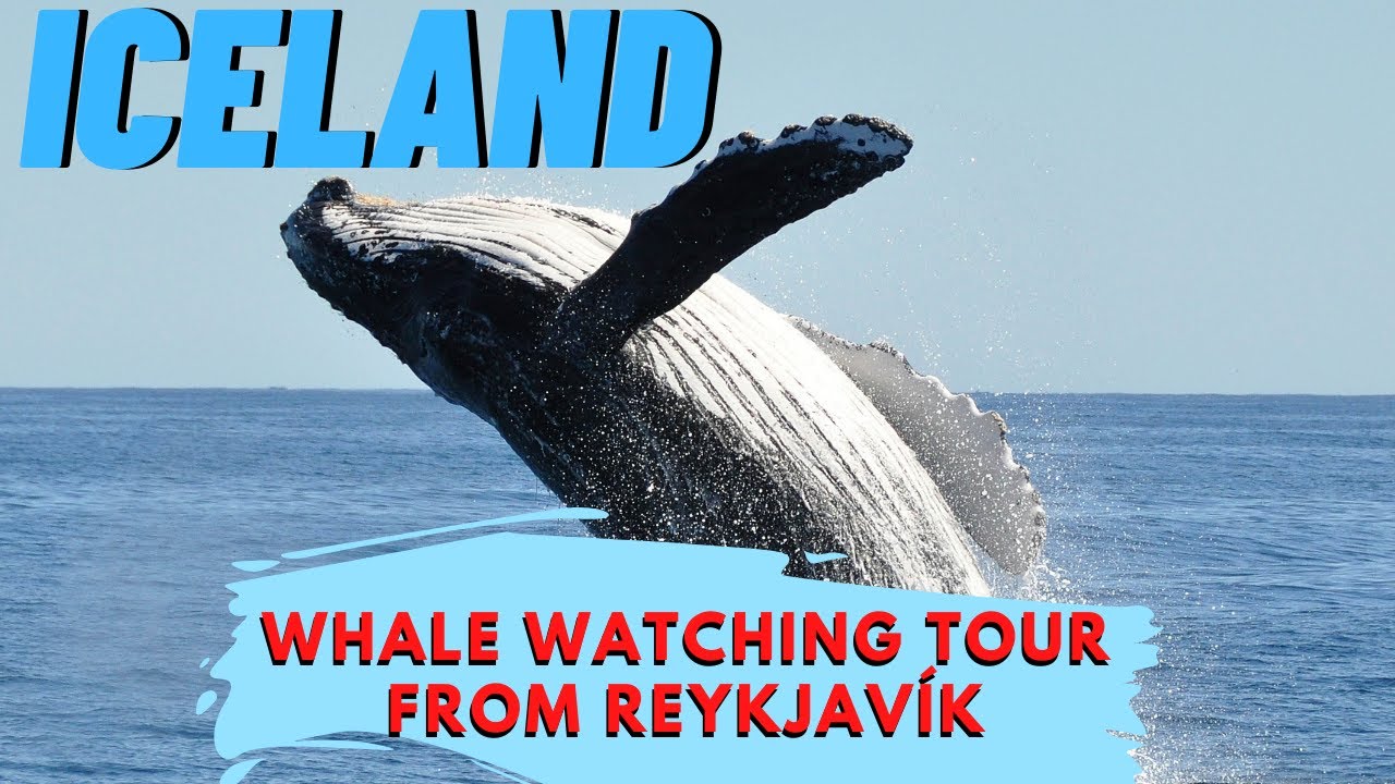 Iceland - Whale Watching Tour From Reykjavik