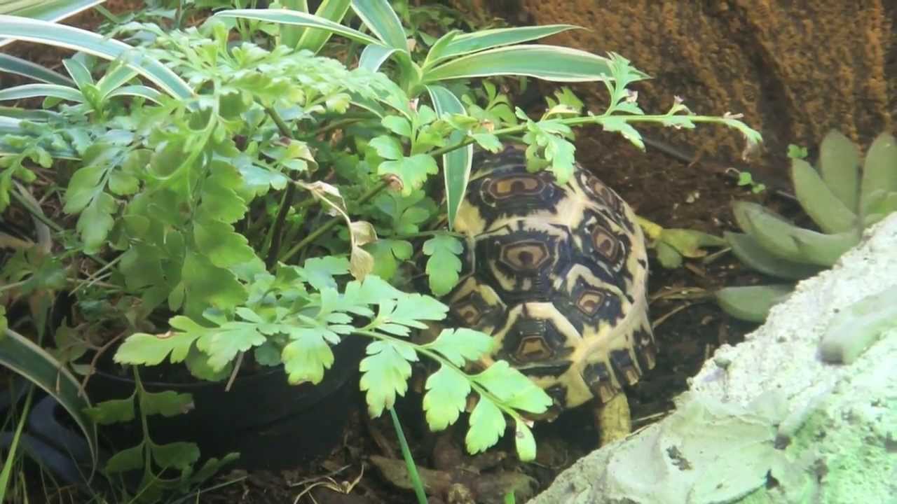 Leopard tortoise in indoor table