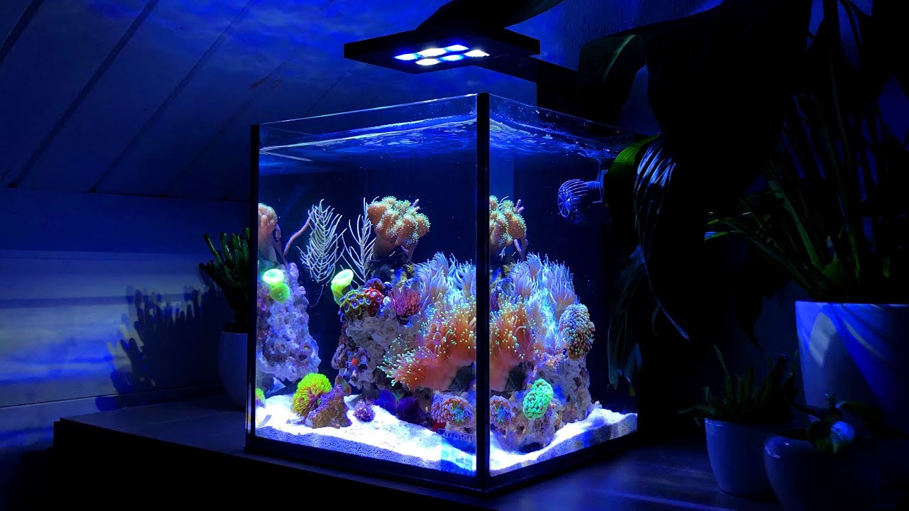 Nano Reef Tank Update Month Two (No Skimmer)