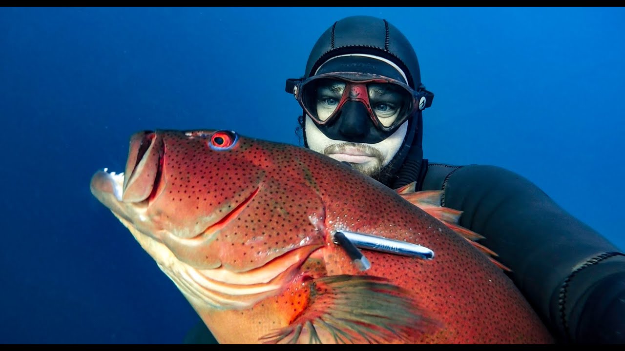 EVERY CORAL TROUT SPECIES IN THE WORLD - Spearfishing Fish in Focus