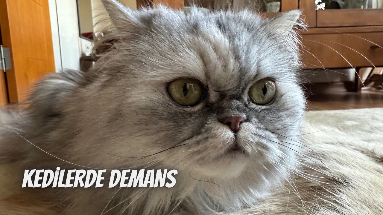 Kediler bunar mı? Yaşlı kedilerde demans...