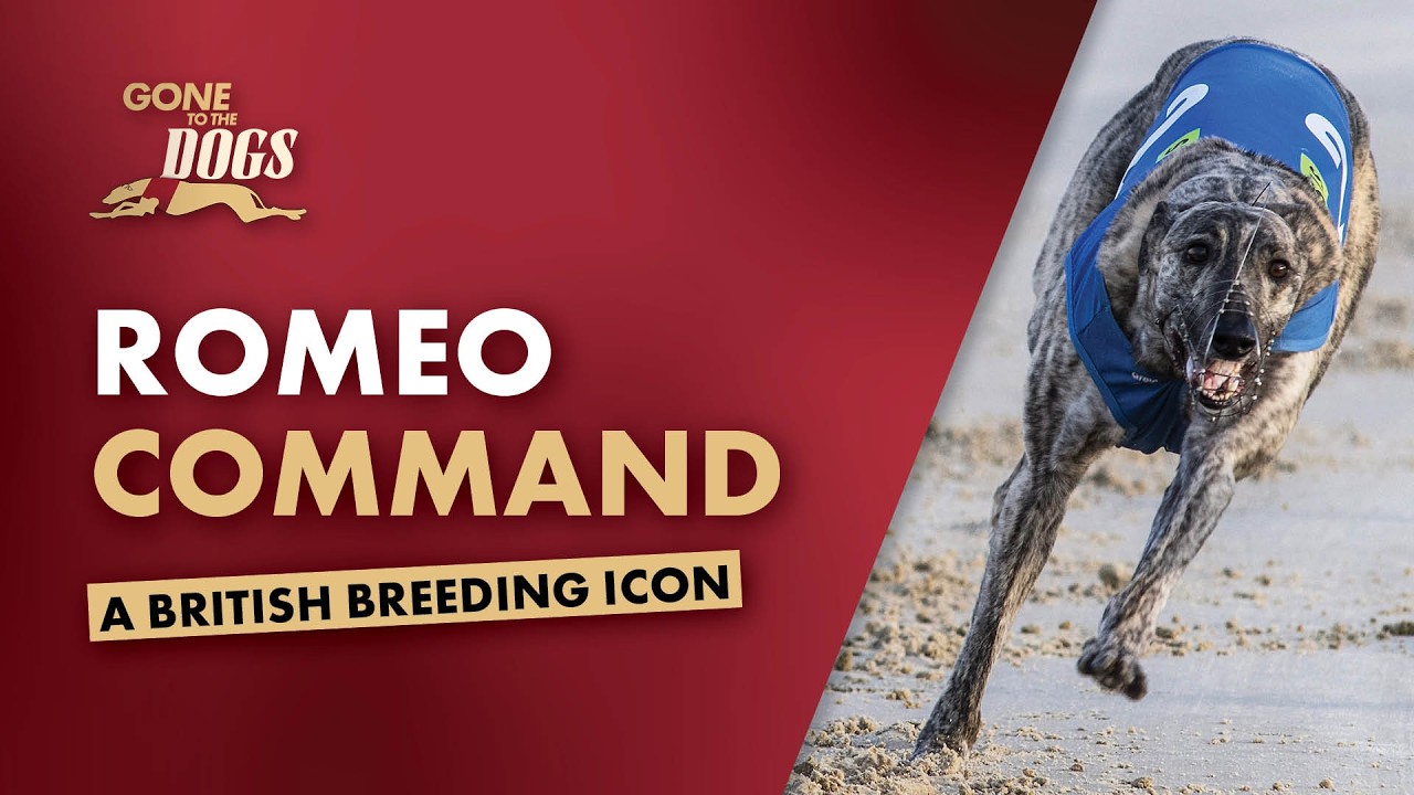 Romeo Command - A British Breeding Icon