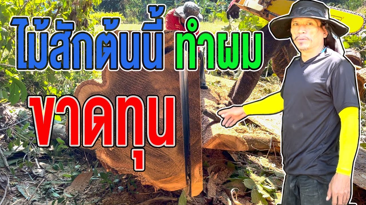 ไม้สักต้นนี้ทำผมขาดทุน ‼️