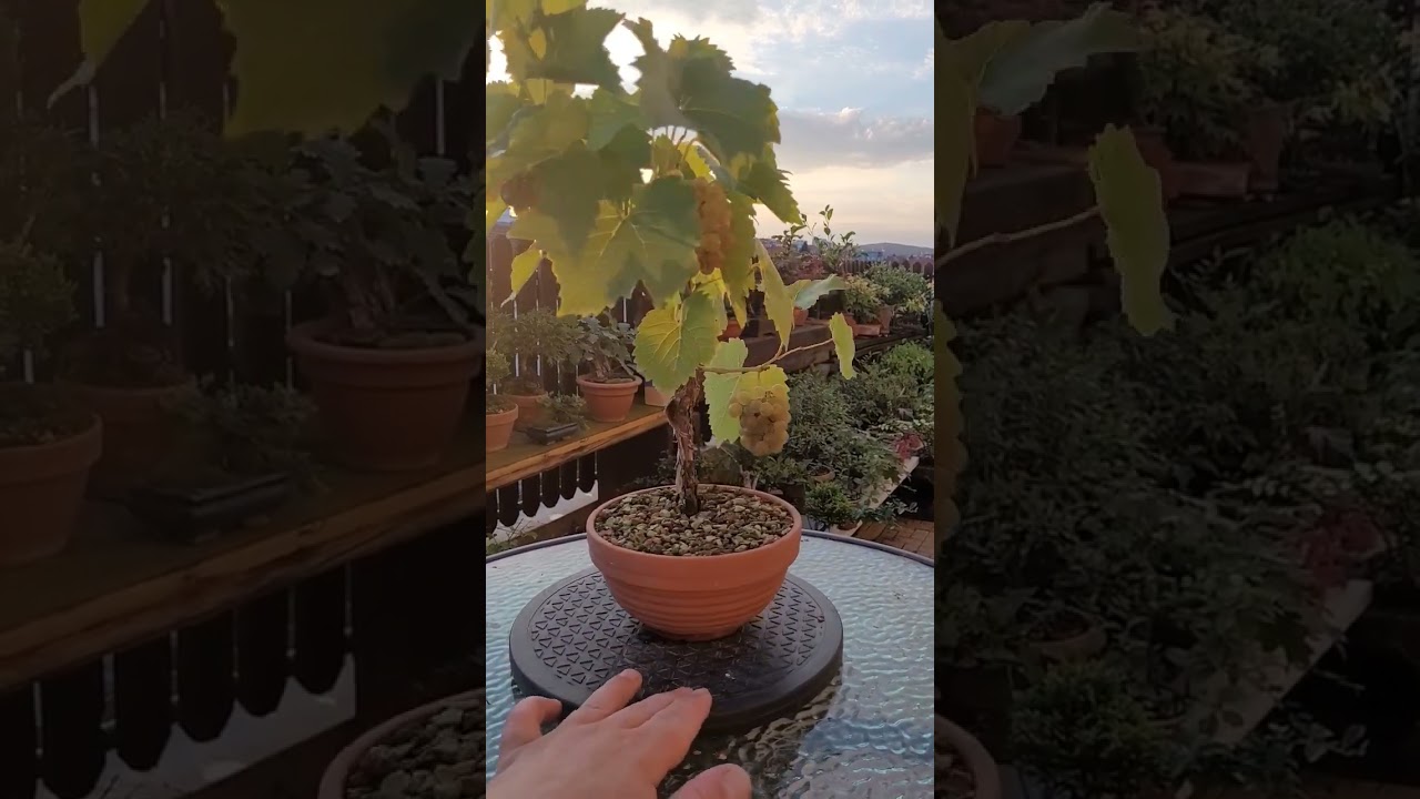 My bonsai wine tastes so good,so sweet