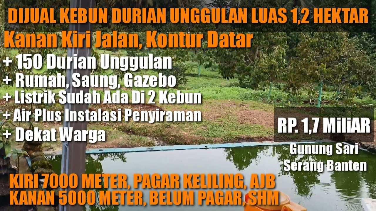 TERJUAL Kebun Durian Unggulan Paket Lengkap, Luas 1,2 Hektar,Datar, SHM dan AJB Harga 1,7 Miliar