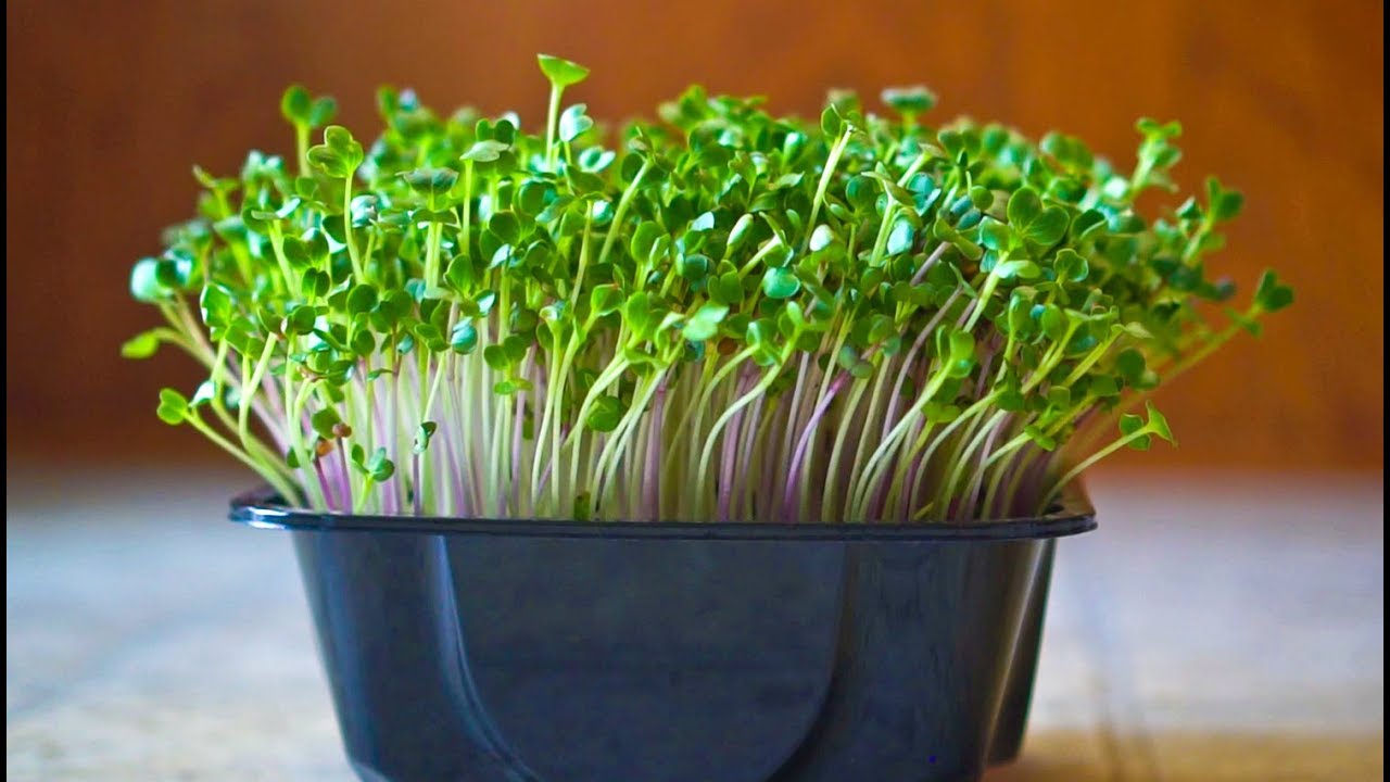 How to Grow Radish Microgreens