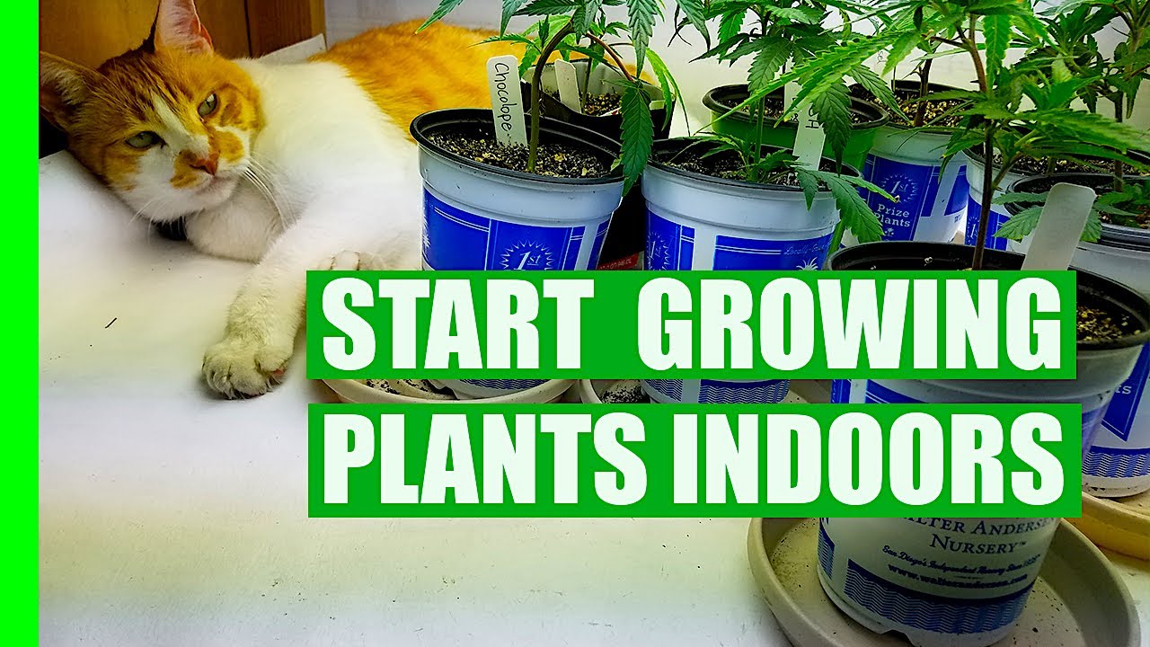 Start Growing Plants Indoors with T5 Flourescent Lights | 18 hr Vegetative growth Cycle