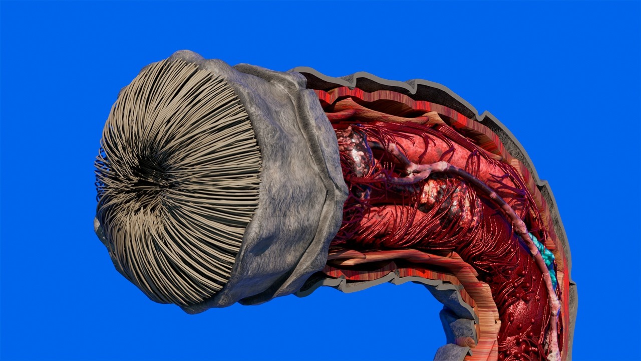 How does a sandworm work