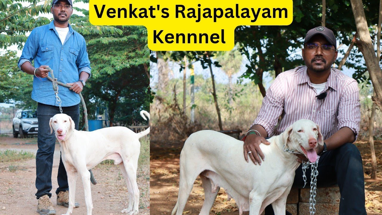 ഒരേക്കറിൽ 50 രാജപാളയം നായ്ക്കൾ|Biggest Rajapalayam Dog Farm