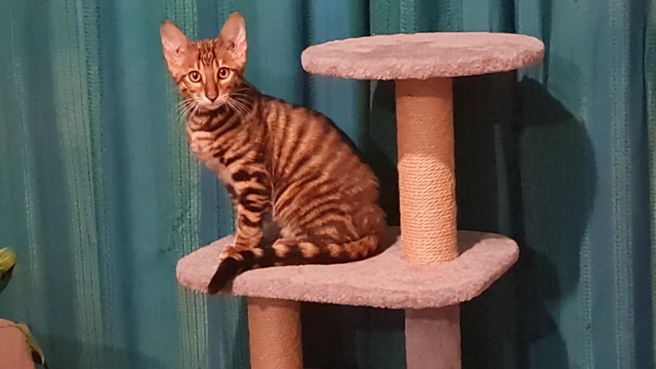 Five Things I Love About My Toyger Kitten, Ragnar
