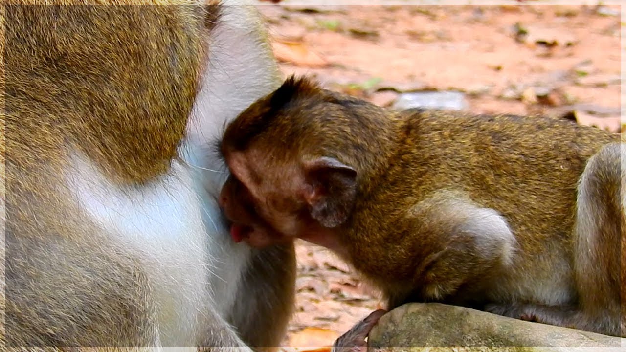 Prince big baby monkey tries to steal milk | Big baby monkey request milk