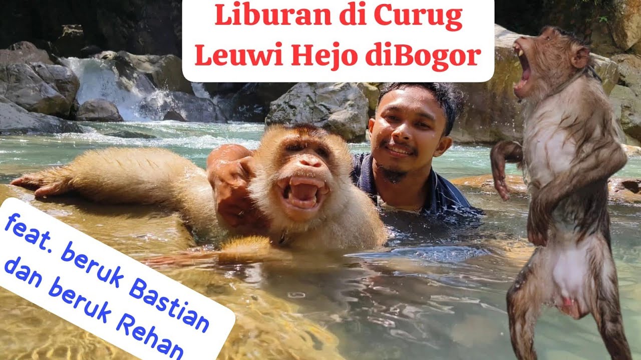 Beruk Bastian keCurug Leuwi Hejo bareng Beruk Rehan!!! SERU BANGET!!!