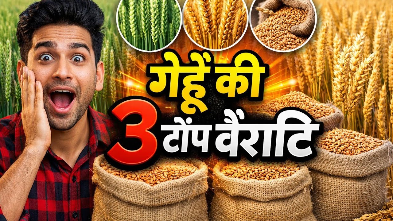 गेहूँ की 3 टॉप वैरायटी | ज्यादा पैदावार और मोटा दाना देने वाली किस्में#farming #villagelife 