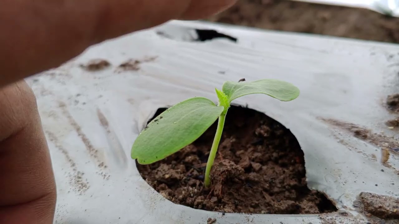 Melon siklus 2 , Bag 3 seterilisasi lahan dan pindah tanam