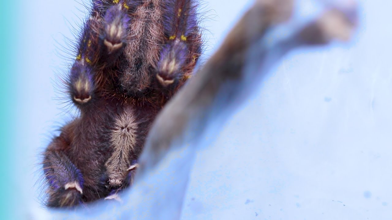 Update on Smurfette || Poecilotheria metallica || Gooty ornamental tarantula