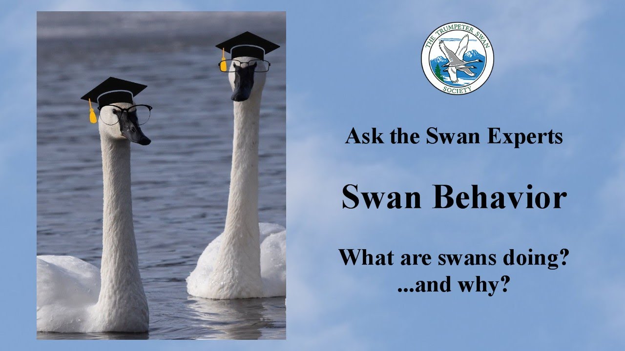 WEBINAR: Ask the Swan Experts: Swan Behavior- what are swans doing? ...and why?