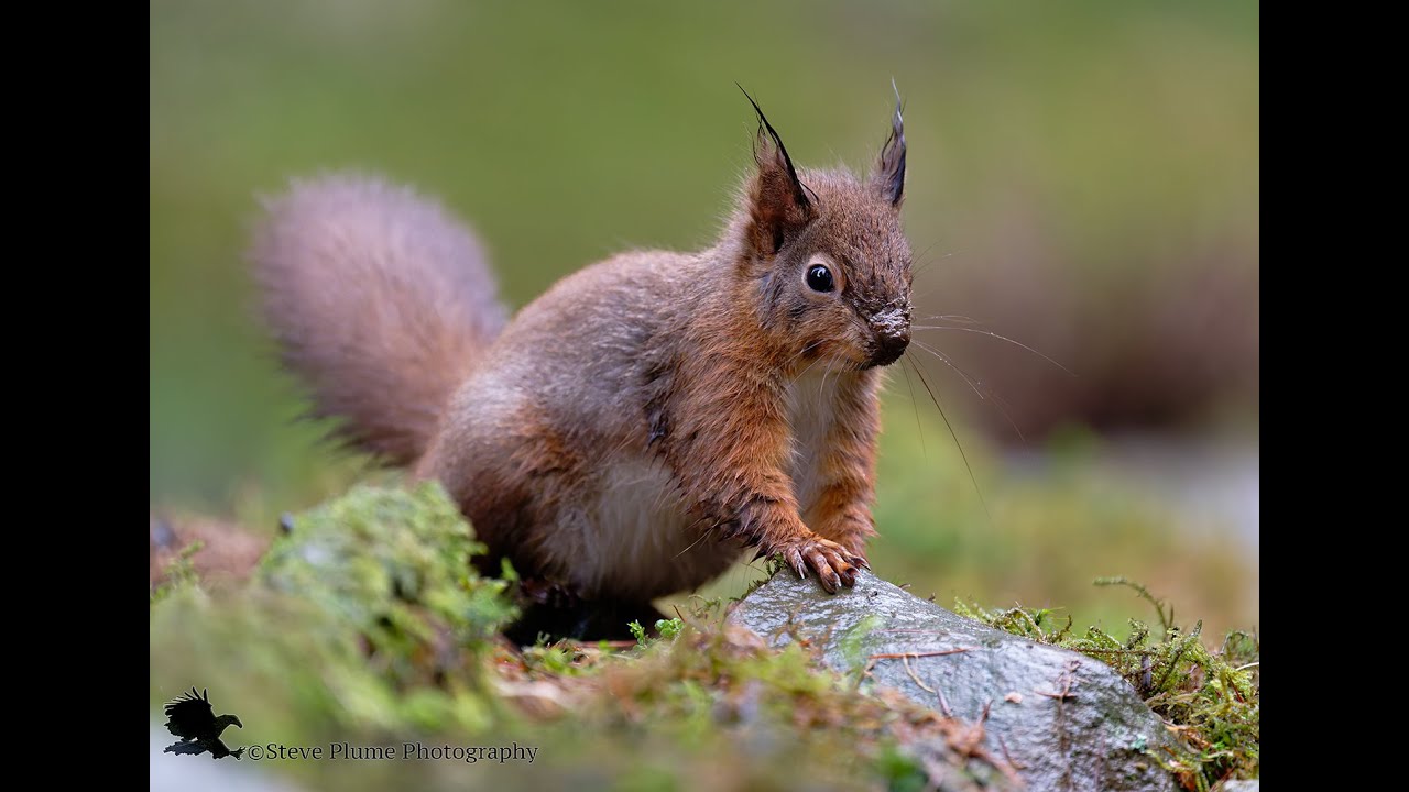 Red Squirrels (Sciurus vulgaris)