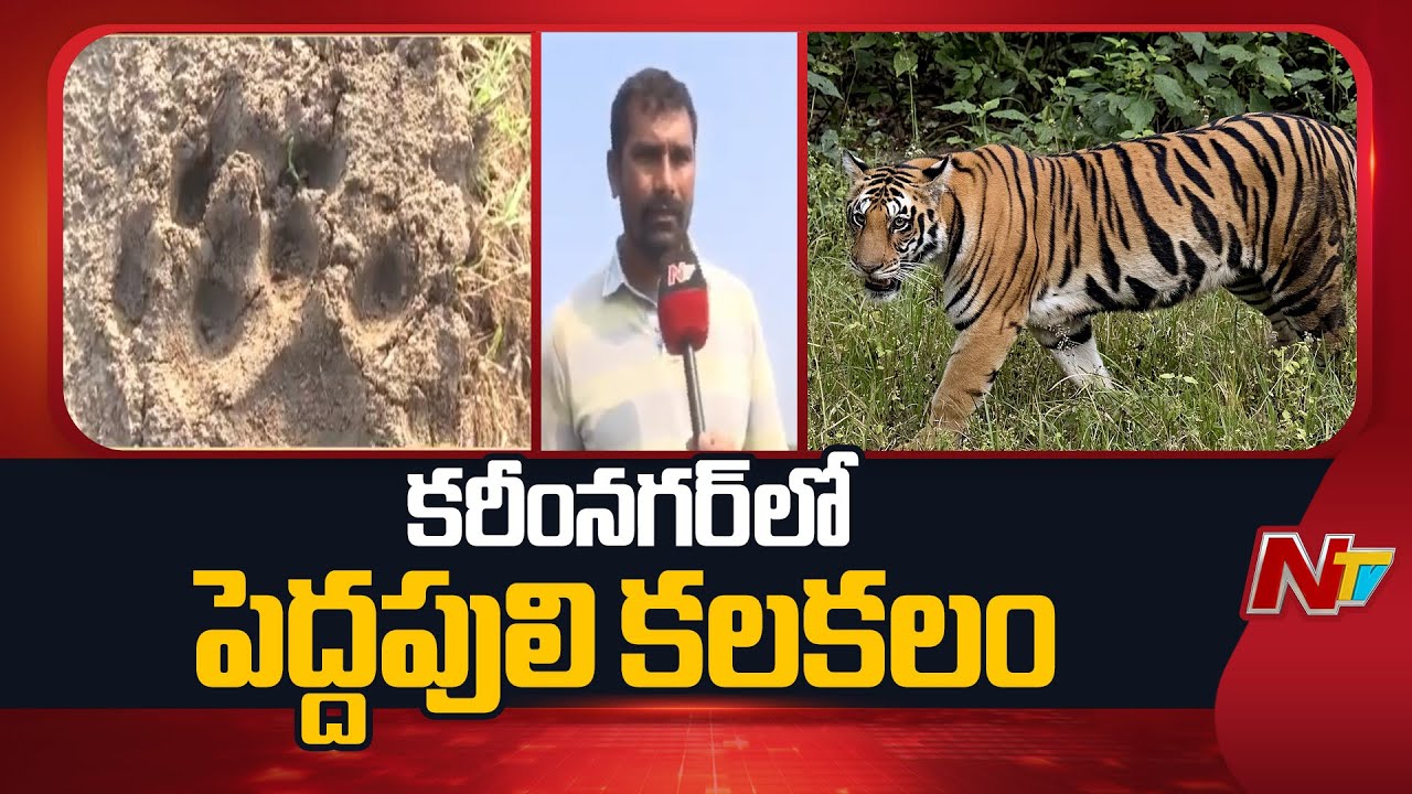 Tiger Spotted in Karimnagar! Forest Officials Issue High Alert | Special Report | NTV Telugu