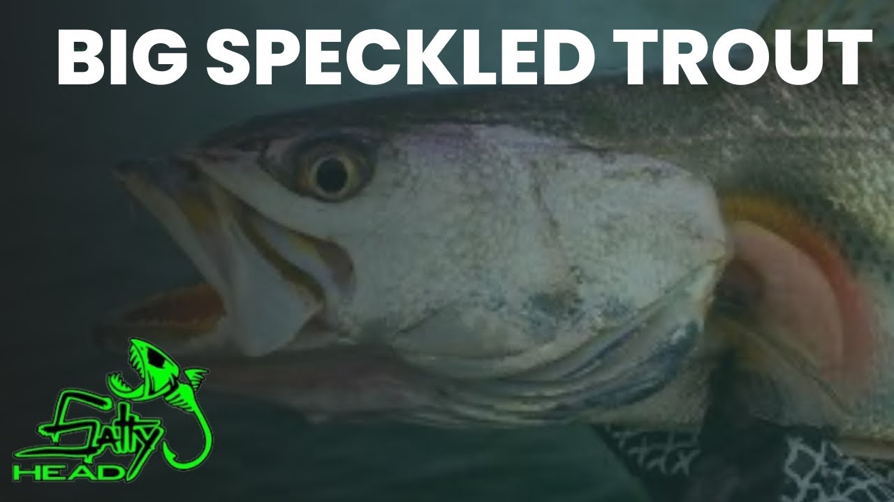 BIG WINTER  SPECKLED TROUT FISHING FT SALTY HEAD JIGS