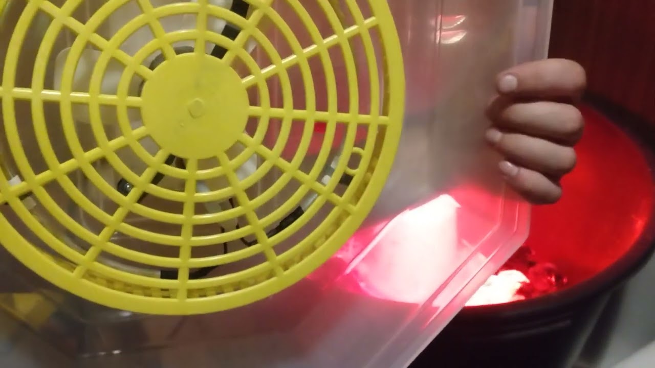 Inkubacja na domową skalę. Inkubator Cleo 5. odc 7    piątek 31 marca