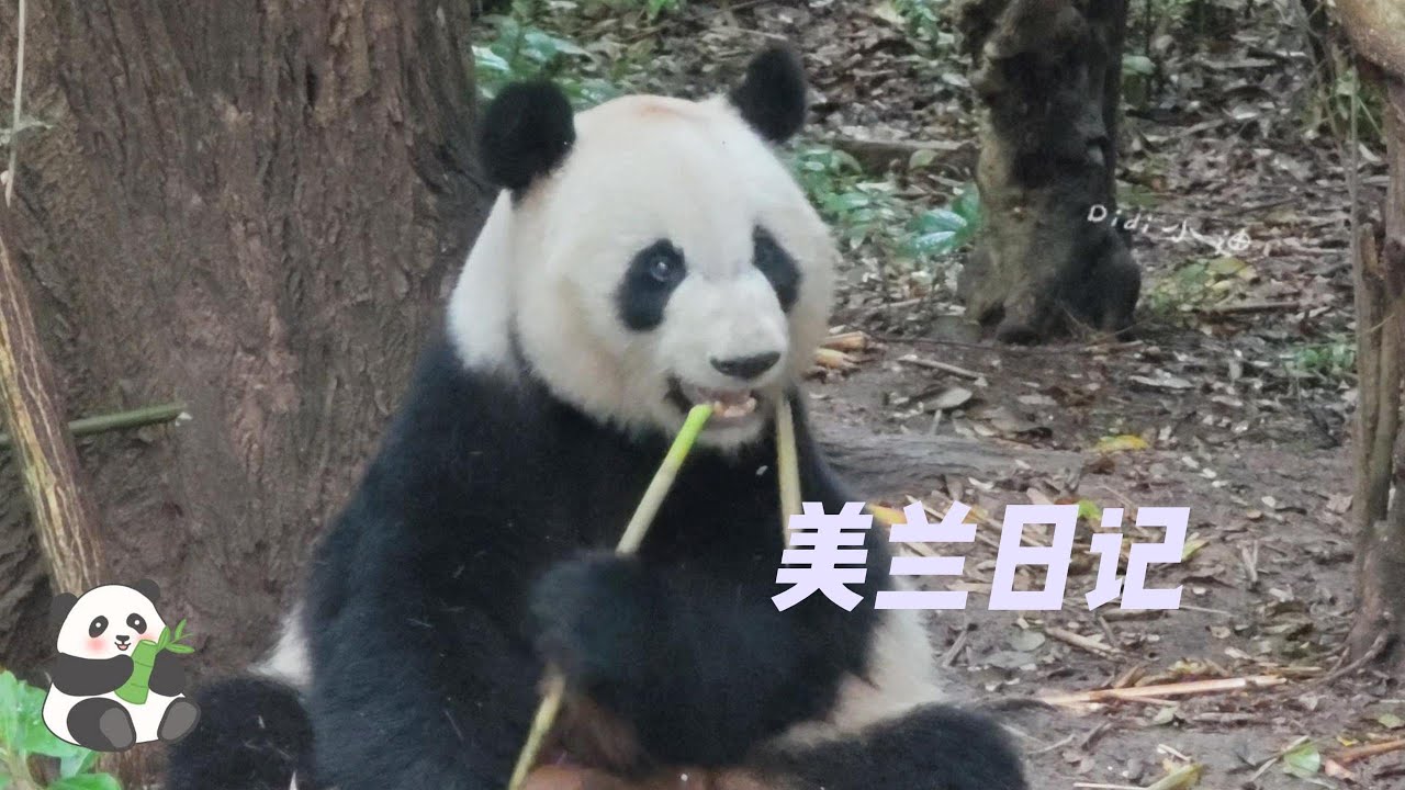 大熊猫美兰的2025年5月记录