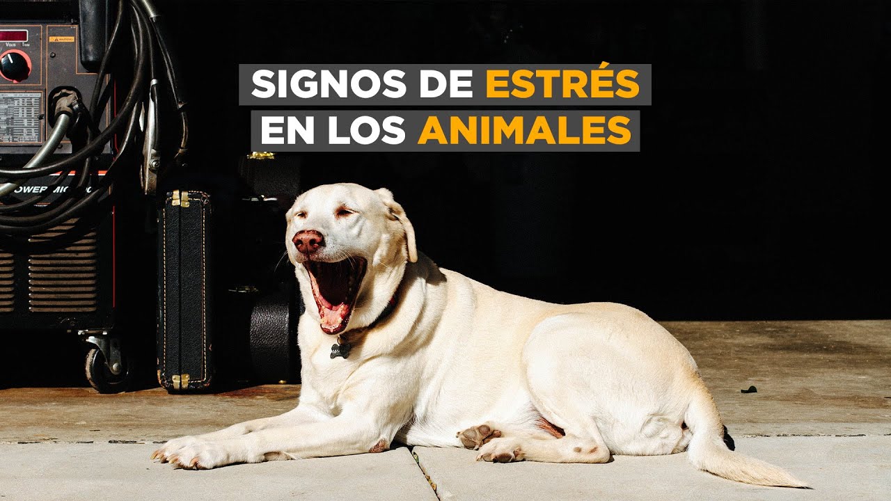 Se&ntilde;ales de estr&eacute;s en perros y gatos