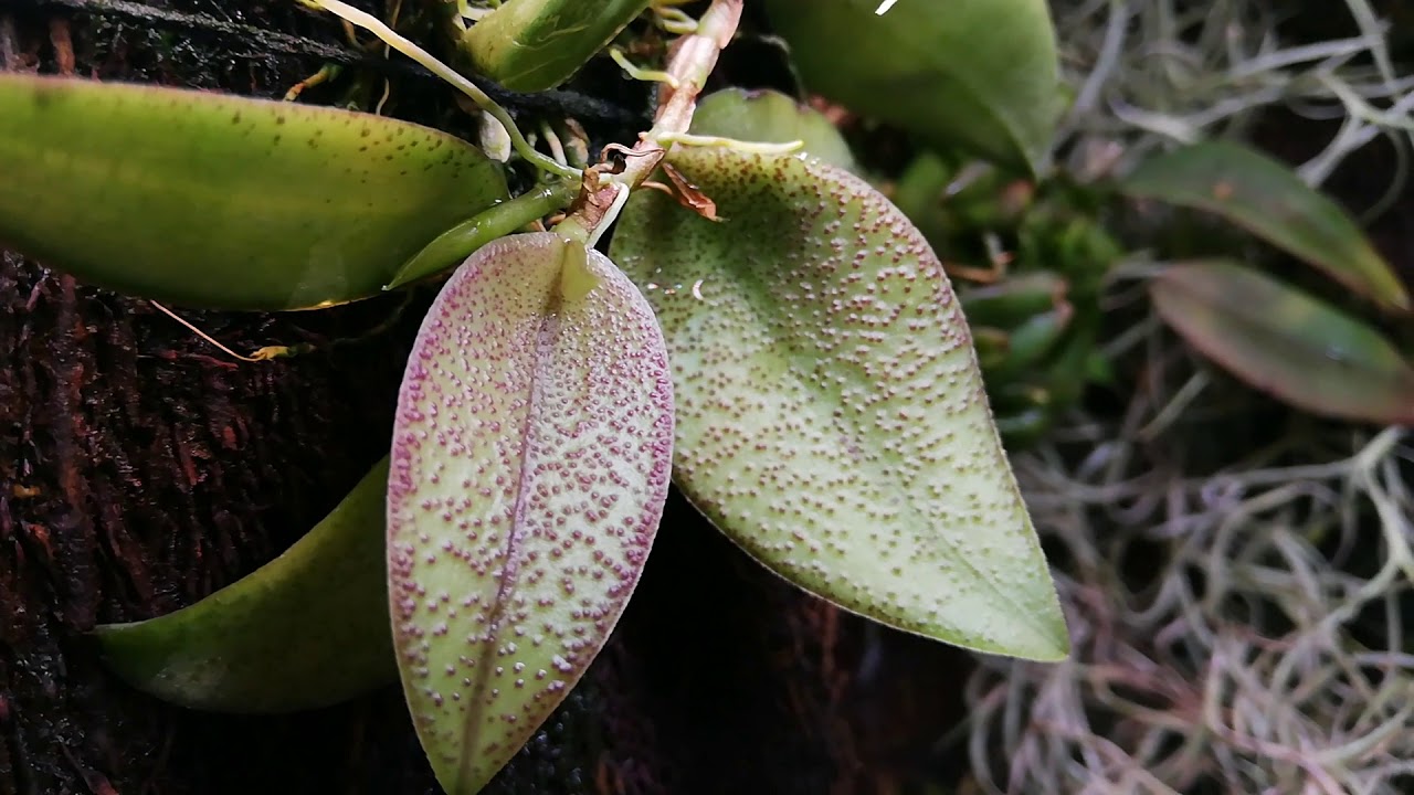 Orchidarium - Plants Life (part # 1)