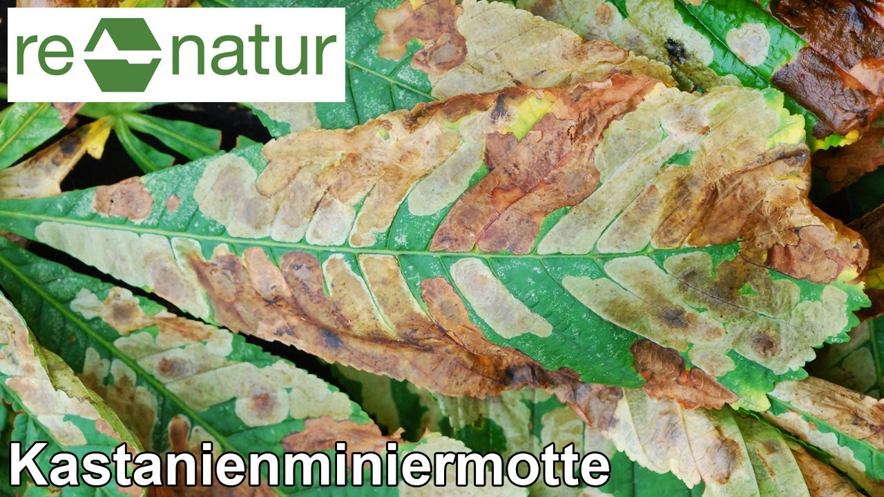 Die Kastanienminiermotte - Ein Sch&auml;dling macht Karriere
