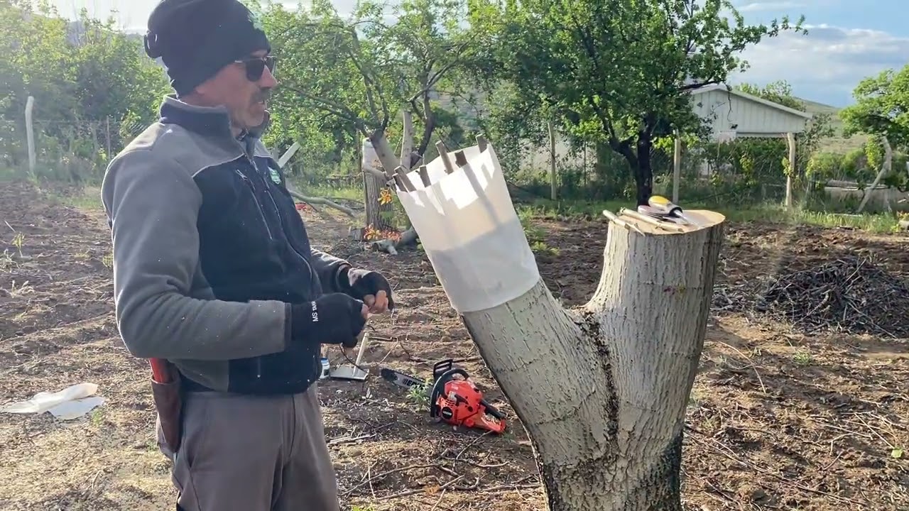 Büyük Cevizde Kollara Aşı Kırıkkale Keskin Konur Köyü