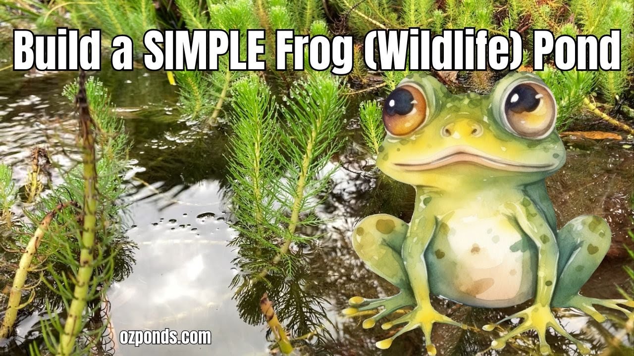 Build Your Own Wildlife Frog Pond
