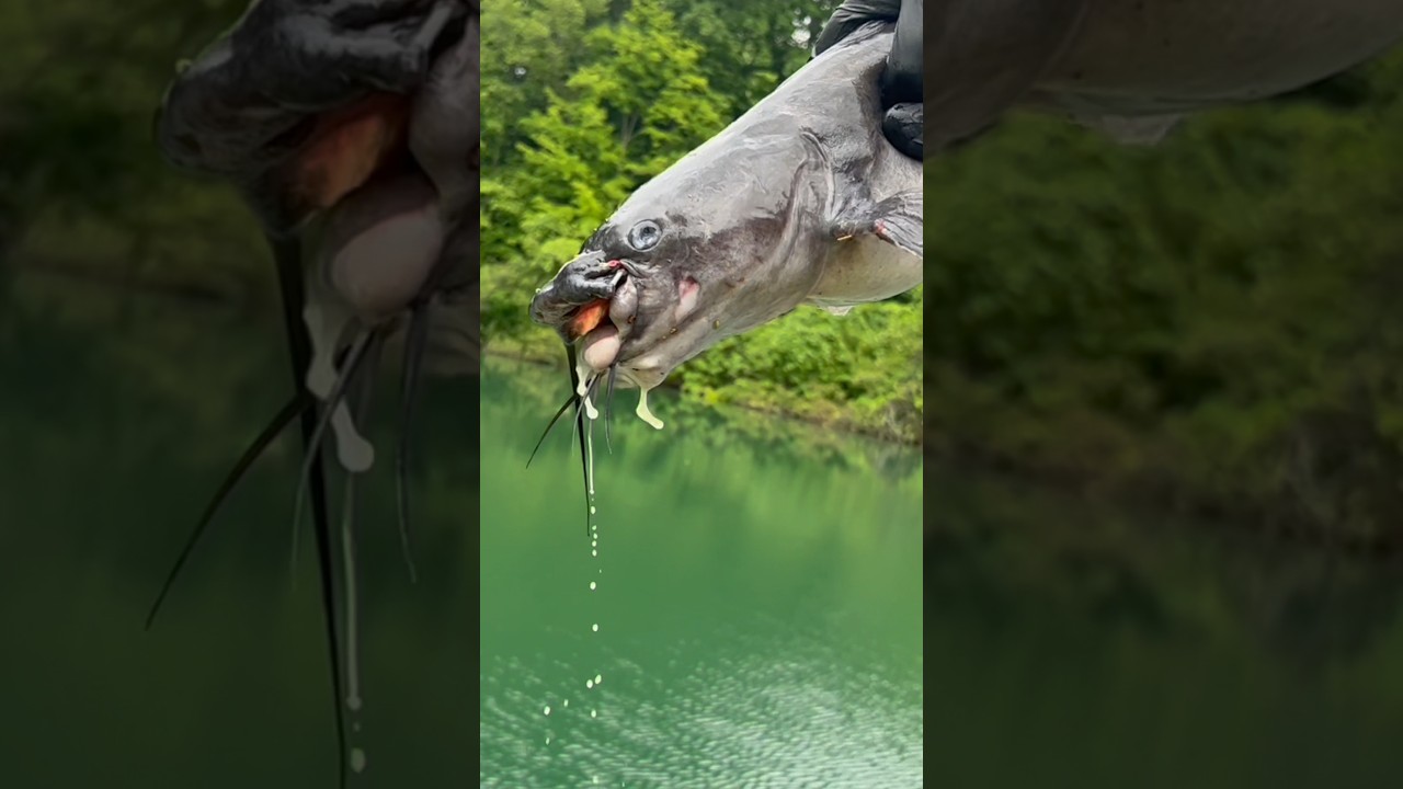 The Most UNEXPECTED Fishing Moments EVER! #shorts #fishing